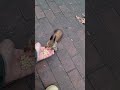 Белка отдала руку и сердце...