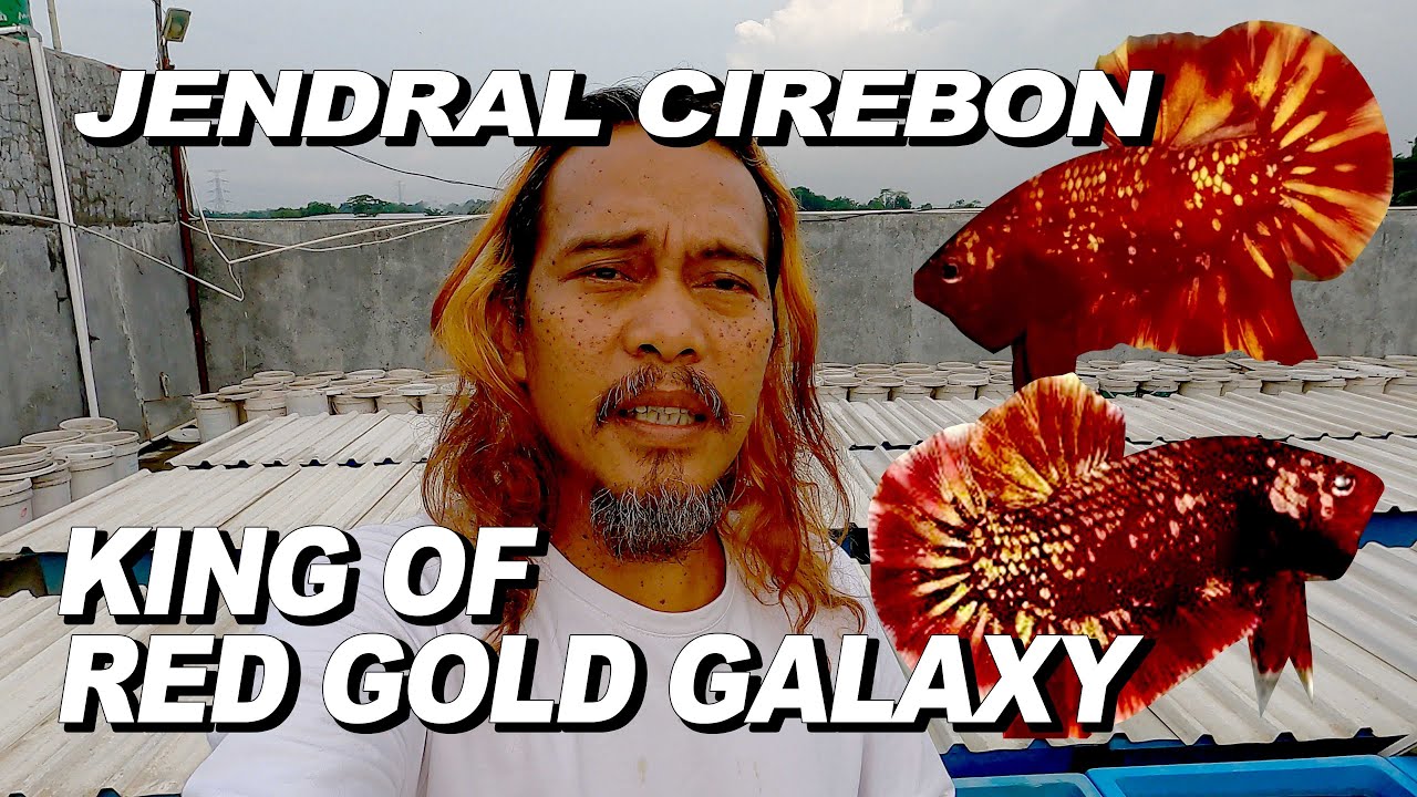 RED GOLD GALAXY   JENDRAL CIREBON   KING OF RGG