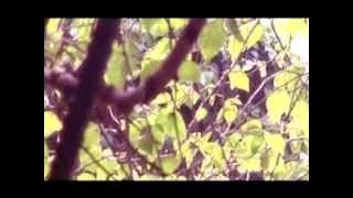 Wings - Di Ambang Wati(Karaoke version)