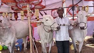 Milk Teeth Hallikar ox pair of Farmer venkatesh,Hosakote city in Sapallamma Dhanagala jhatre, mallur