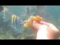 poissons du Catalonia Grand Dominicus bayahibe