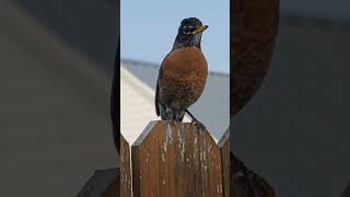 American Robin Calling Sound