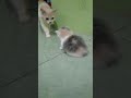 sayang kamuuu