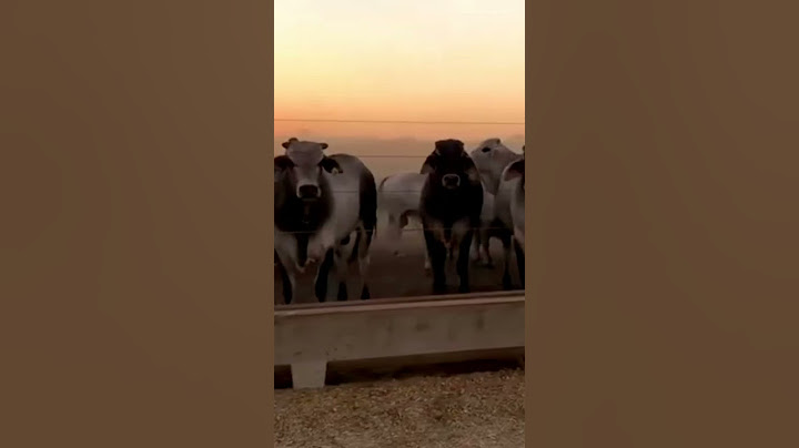 MIRIP SAPI BRAHMAN, JENIS SAPI ONGOLE KUALITAS SUPER