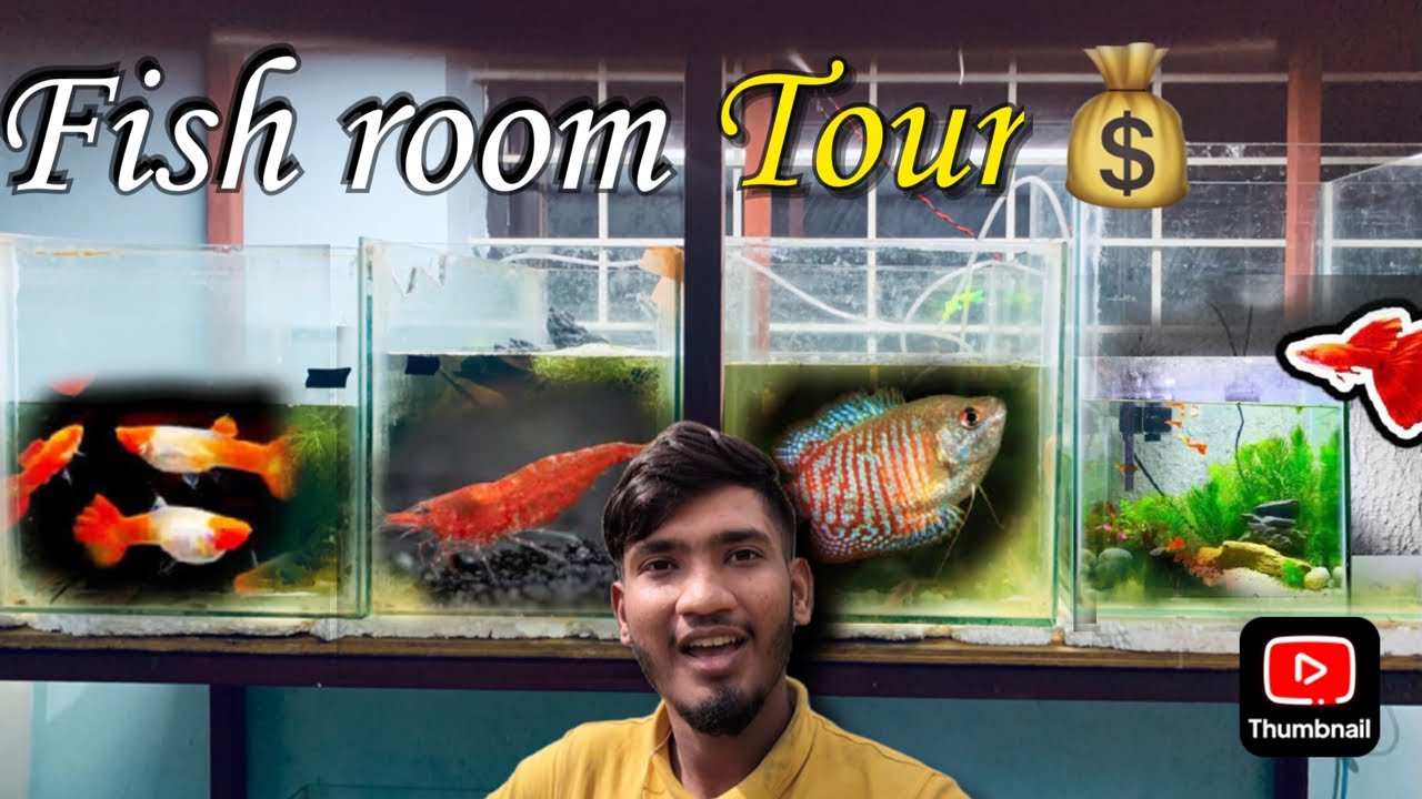 Mara Rara Fish Mara fish room 🐟🐳 || aquarium setup - YouTube