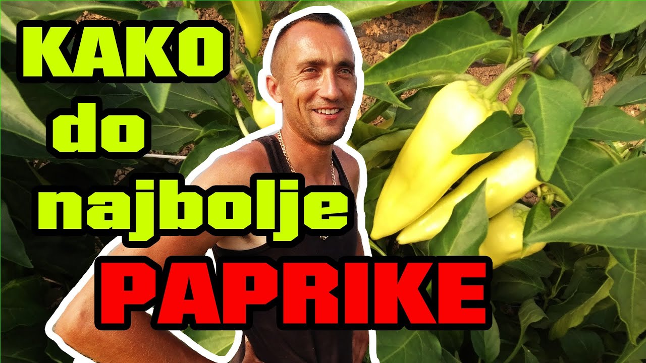 Kako do najbolje paprike ? Priča Dejan Janković , povrtarstvo