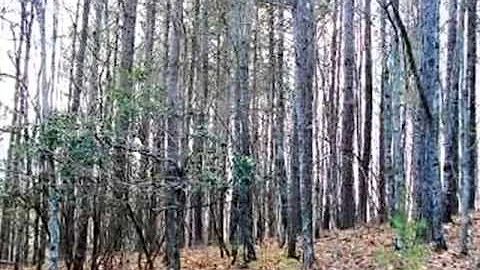 Homes for Sale - 906 Cider Rdg Clarkesville GA 305...