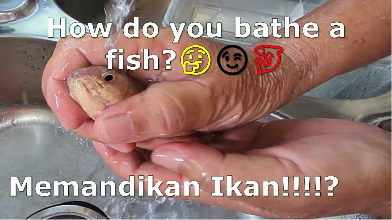 How do you bathe a fish? 🤔🦈 - YouTube