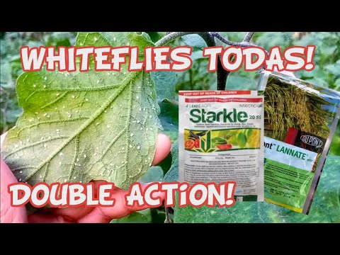 Whiteflies Infestation Starkle and Lannate Double Killing Action