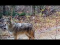 Buck in Rut, Deer, Black Bear Yearlings, Bobcats Play, Coyote, Trail Cam, Maine Wildlife Trail Video