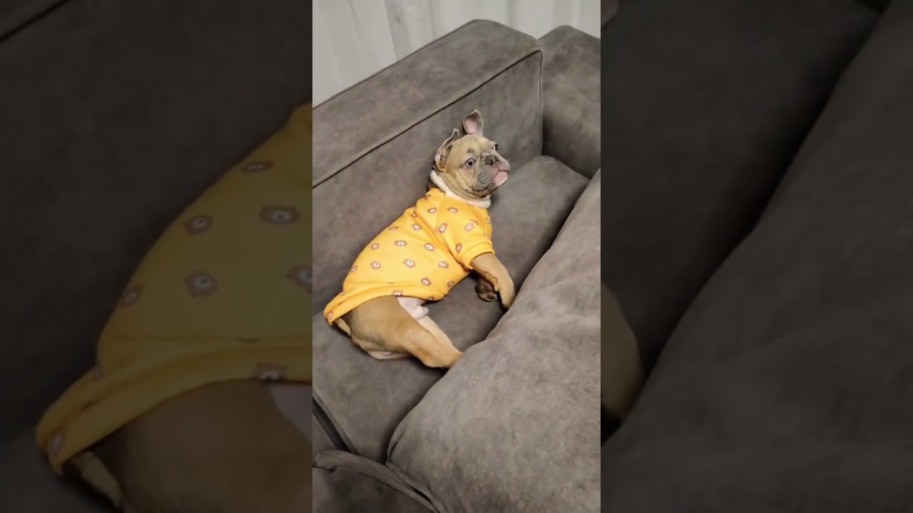 #bulldogfrances #frenchbulldog #tandemmtb #puppy #frenchie #frenchbulldoglife #pets #poki #bulldog