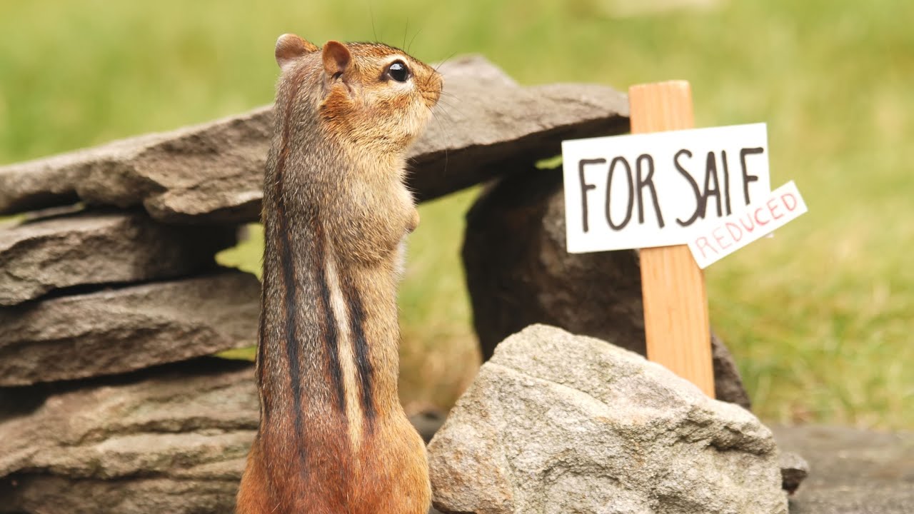 How to get rid of chipmunks in your yard the spruce chipmunkremoval