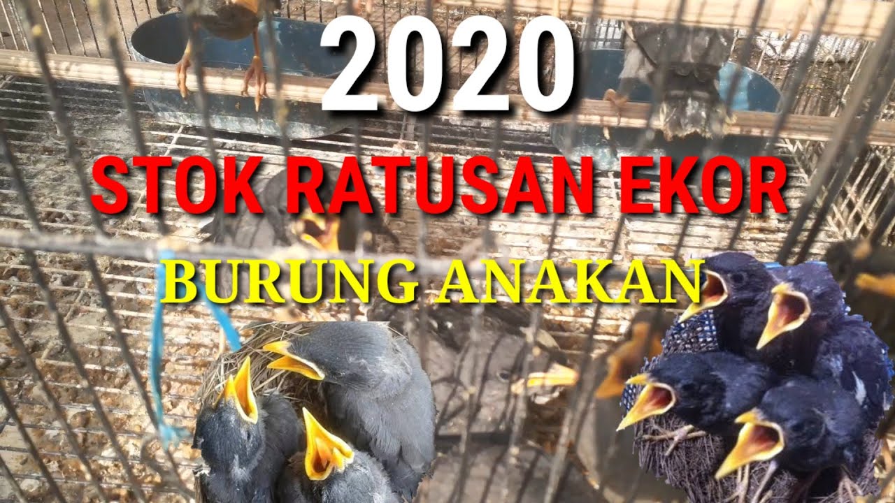 BURUNG ANAKAN RATUSAN EKOR #lolohan #burung #pasarkupangsby 