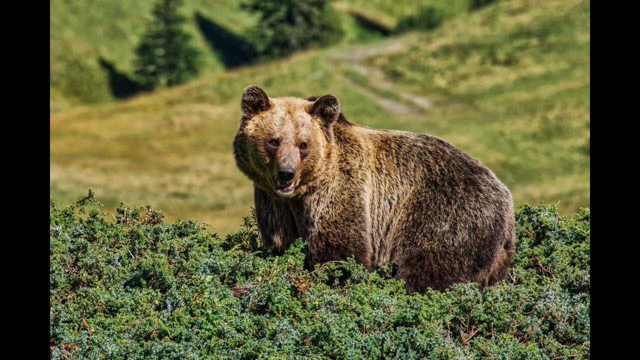 Bear Spray vs Guns Studies, Statistics, and Experts YouTube