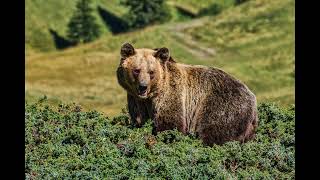 Bear Spray vs Guns: Studies, Statistics, and Experts
