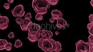 Falling of Pink Roses with Alpha Channel | Motion Graphics - Envato elements