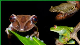 Compilation of frog call n 1  amazing sounds #frogsounds 4K asmr