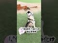 ドッグランでお友達と遊ぶ#大型犬 #ダルメシアン #シベリアンハスキー #ドッグラン