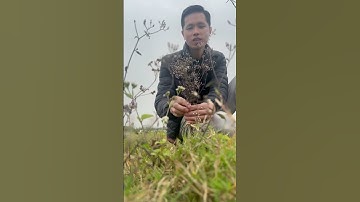 Cây bạch đầu ông. Công dụng không ngờ  #thuocbac  #caythuocquanhta  #caythuocchuabenh