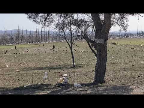 ნაგავსაყრელის მიმდებარედ