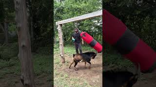 Frank gets heavy bag number four  #feralfrank #goat #crownfoxhabitat #farming #comedy #wildlife