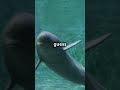 Amazing Porpoise Facts That Will Blow Your Mind!🌊🐬🤔#porpoise #oceanfacts #oceanlife