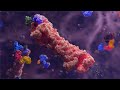 Targeted protein degradation  moa animation