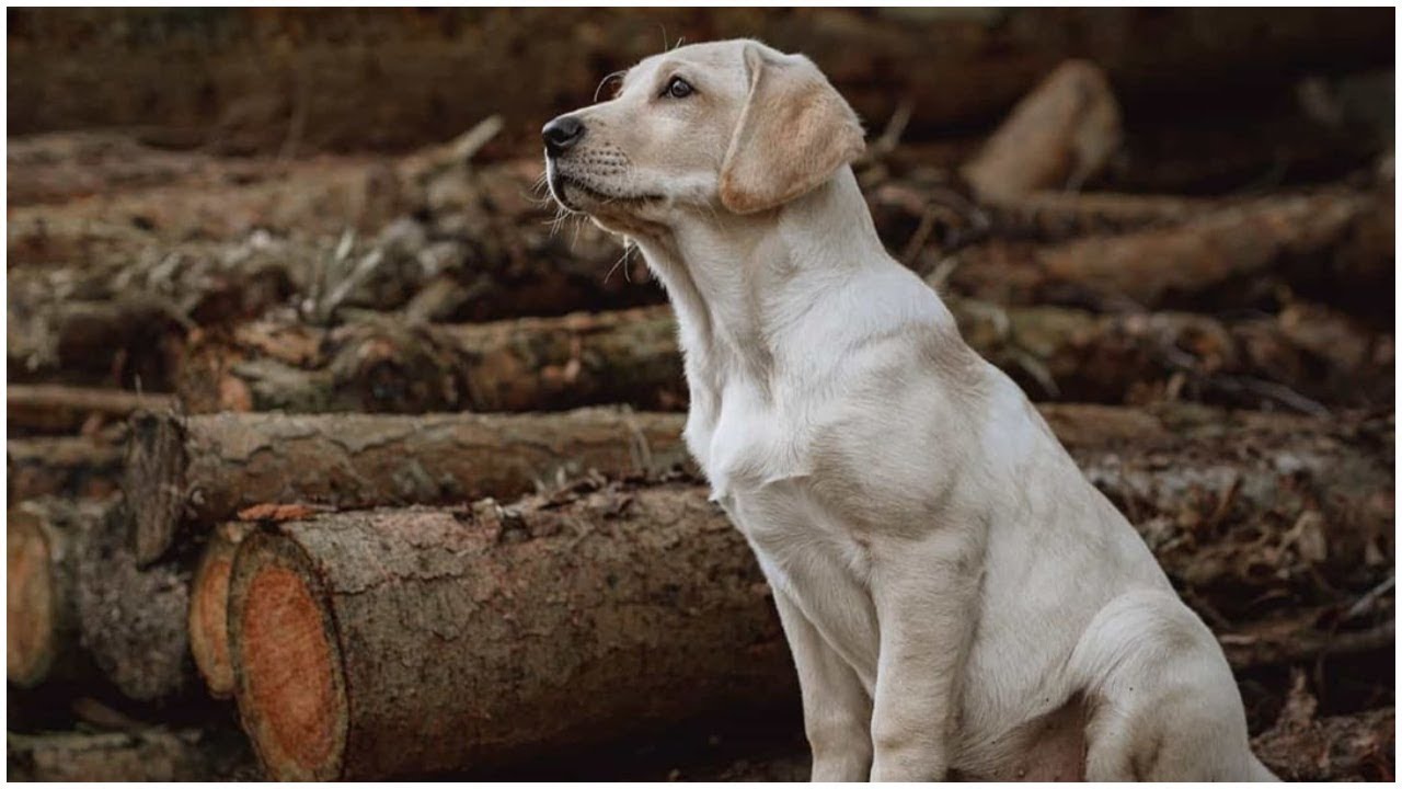 Labrador most kind dog in the world? Cute moments of dogs. Animal story