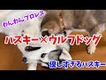 ハスキーとウルフドッグ(子犬)の絡みが可愛すぎた【二週間目】