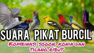 Suara pikat Burcil  Kombinasi Sogon,Konin Dan Kutilang Ribut