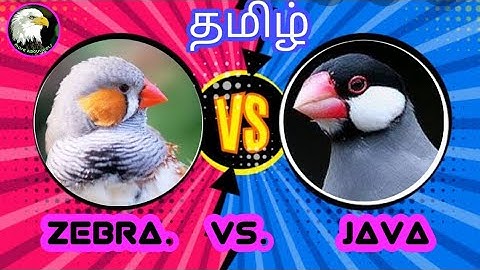 java finches vs zebra finches (which is best ) | tamil | more about pets | MAP |