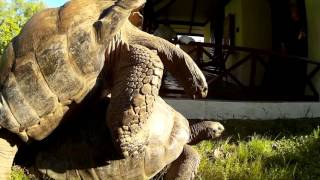 Giant Aldabra Land Tortoise - Hard Shell XXX Action #3