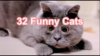 🌹🌹32 Funniest Cats Video 20240513 #funny #funnyvideo #cat #cute #pets #kitten #catlover #