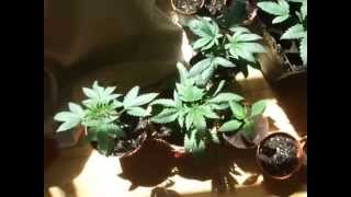 My vegging girls getting their first taste of REAL SUNLIGHT