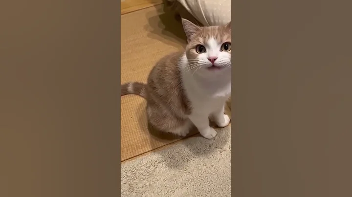 Watch the video about Kitten meowing| 😻 Cat sound | Cat video | Cat |Cat voice | Persian cat#animals #cat #dog