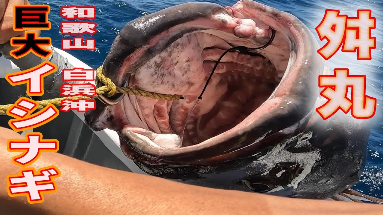 《和歌山・舛丸》【初めてだって大丈夫！】近海最大級の巨大モンスターを狙え！2024 505イシナギ