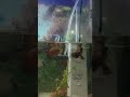 👉 “Oscar Fish JUMPS Out of Water for Food! 😱” #aquarium #parrotfish