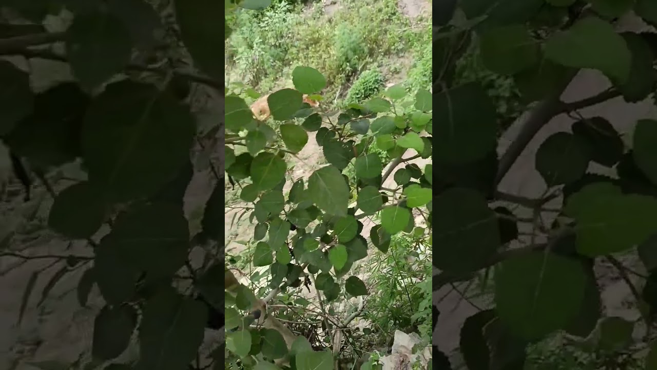 uttrakhandi folk song 