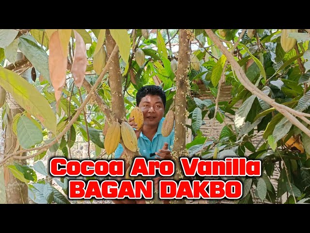 Cocoa Aro Vanilla Bagan Dakbo class=