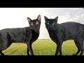 American Bombay vs British Bombay Cat - What's the Difference? の動画、YouTube動画。