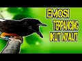 Gak Perlu Lama! Murai Batu APAPUN SEKETIKA LANSUNG TERPANCING emosi ikut nyaut GACOR dan NGEPLONG