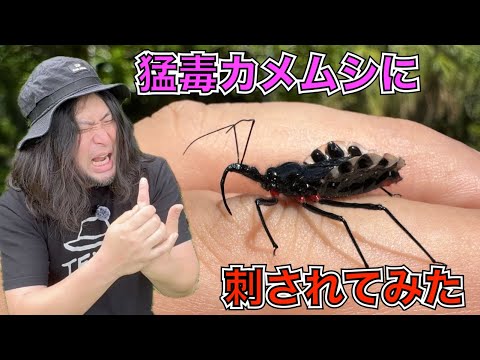 痴虫 チムシ　でっカブメス　最大サイズ　ブラックホール　BH　キープキャスト限定 痴虫×ウオヨロズ】プラカブメス／密漁ブラックホール 組合エディション