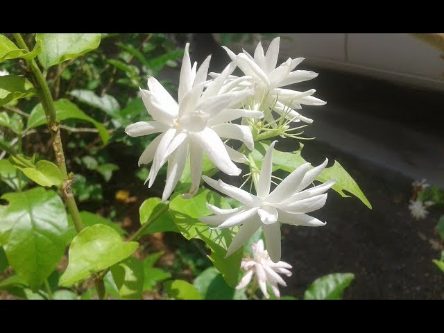 4 WAYS - Get MAXIMUM Flowers on Arabian Jasmine Plant 