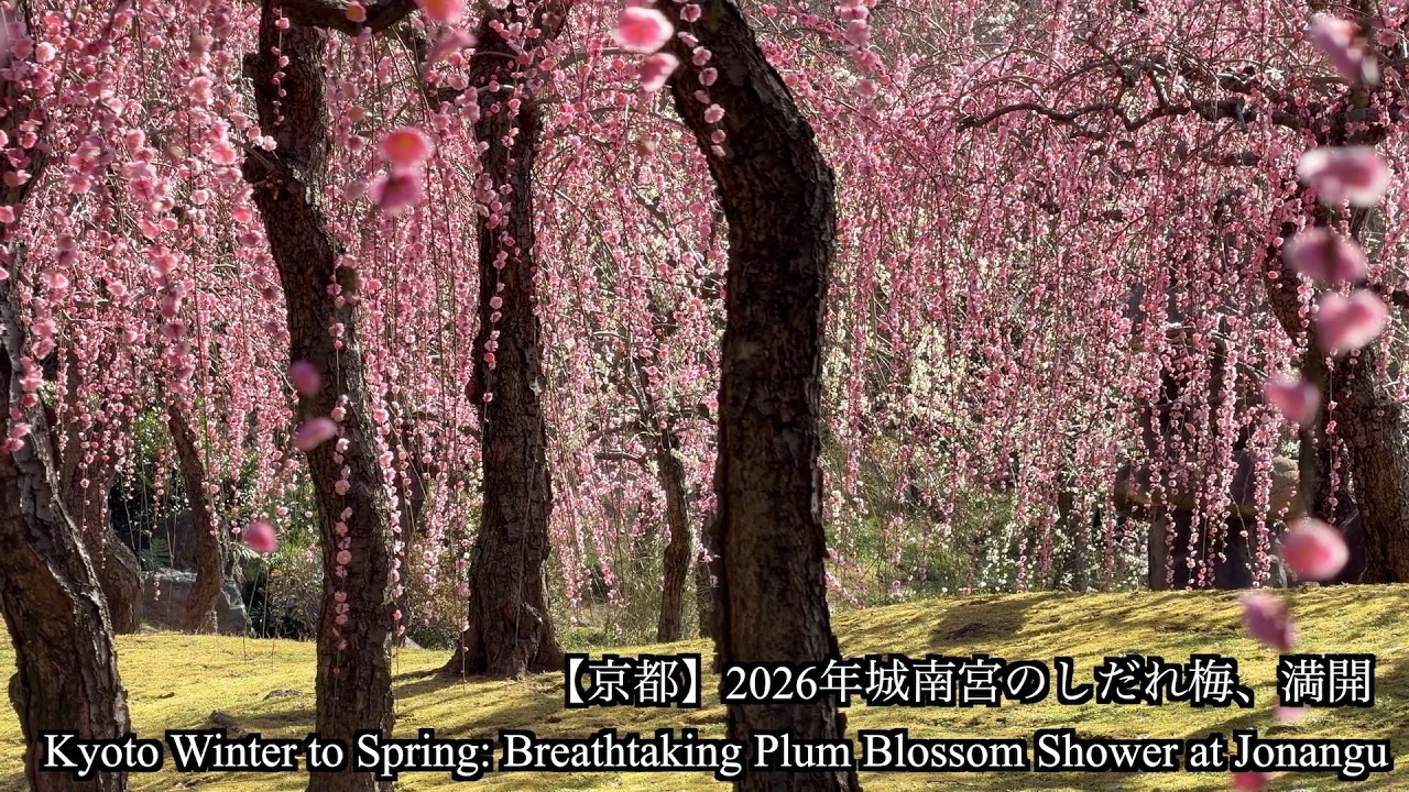 【城南宮 2026】しだれ梅が見頃！京都最強の梅の名所を4K撮影