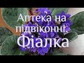 Фіалка Аптека на підвіконні