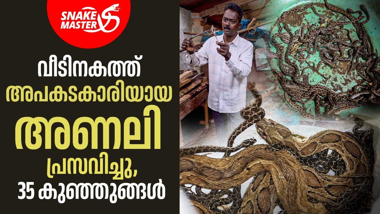അമ്മ അണലിയെയും, 35 കുഞ്ഞുങ്ങളെയും വീട്ടിനുള്ളിൽ നിന്ന് പിടികൂടി | Vava Suresh | Snakemaster 1086
