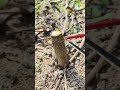 Tree Cutting Made Simple