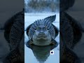 How Alligators Survive Freezing Winters