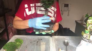 видео: Как посадить флорариум с «бонсаем» (фикусом гинсенг), Мастер-класс от FLO картинка: Как посадить флорариум с «бонсаем» (фикусом гинсенг), Мастер-класс от FLO