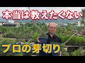 【本当は教えたくない】種から育てる小品盆栽の作り方(プロの芽切り)